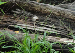 Thamnophis proximus orarius