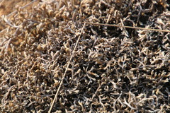 Selaginella burkei