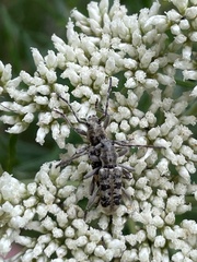 Pempsamacra dispersa