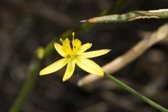 Tricoryne