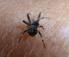 Araneus rotundulus