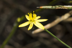 Tricoryne