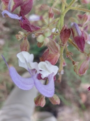 Salvia chamelaeagnea