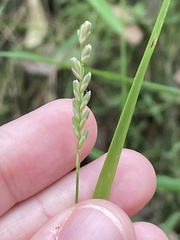 Tetrarrhena juncea