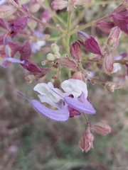 Salvia chamelaeagnea