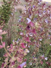Salvia chamelaeagnea