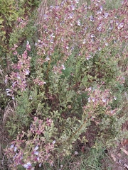 Salvia chamelaeagnea