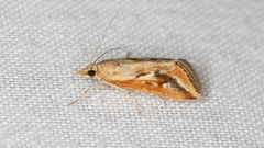 Achyra massalis