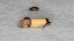 Olbonoma triptycha