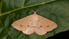 Isturgia penthearia