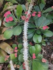Euphorbia milii