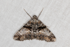 Gastrinodes argoplaca