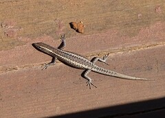 Cryptoblepharus pannosus