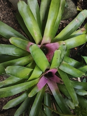 Neoregelia