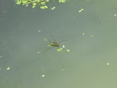 Limnogonus fossarum