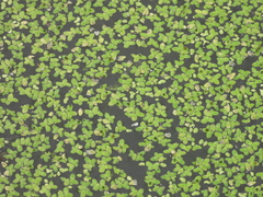 Lemna aequinoctialis
