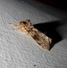 Lymantria incerta
