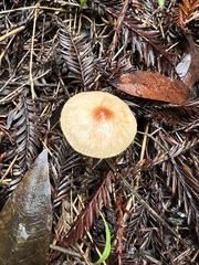 Lepiota castaneidisca