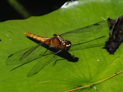 Rhodothemis lieftincki