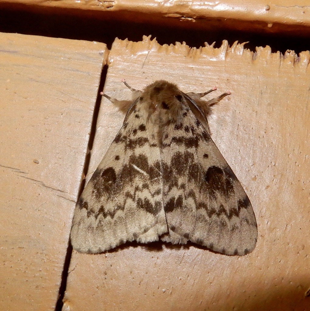 Lymantria aryama