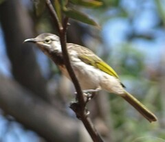Purnella albifrons