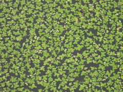 Lemna aequinoctialis