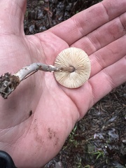 Lepiota castaneidisca