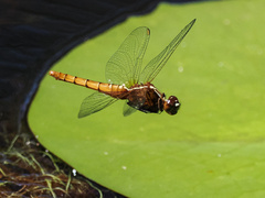 Rhodothemis lieftincki