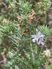 Westringieae