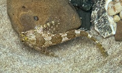 Lepidoblennius haplodactylus