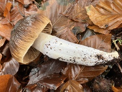 Cortinarius livido-ochraceus