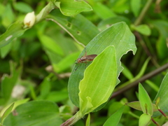 Sepedon lobifera