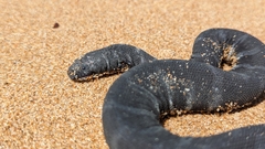 Acrochordus granulatus