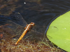 Rhodothemis lieftincki