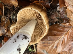 Cortinarius livido-ochraceus