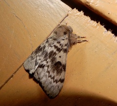 Lymantria incerta