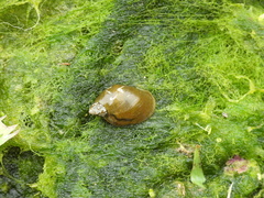 Lymnaeidae