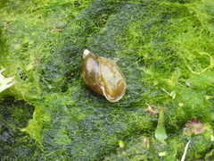Lymnaeidae