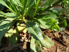 Nicotiana
