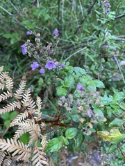 Prostanthera melissifolia
