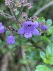 Prostanthera melissifolia