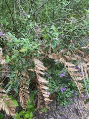 Prostanthera melissifolia