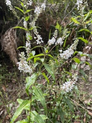 Veronica derwentiana