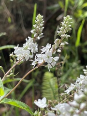 Veronica derwentiana