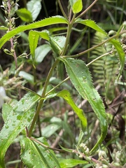 Veronica derwentiana