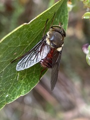 Scaptia