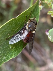 Scaptia