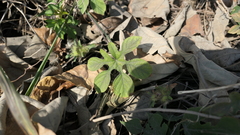 Ipomoea pes-tigridis