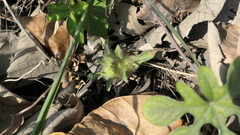 Ipomoea pes-tigridis