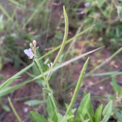 Cleome monophylla